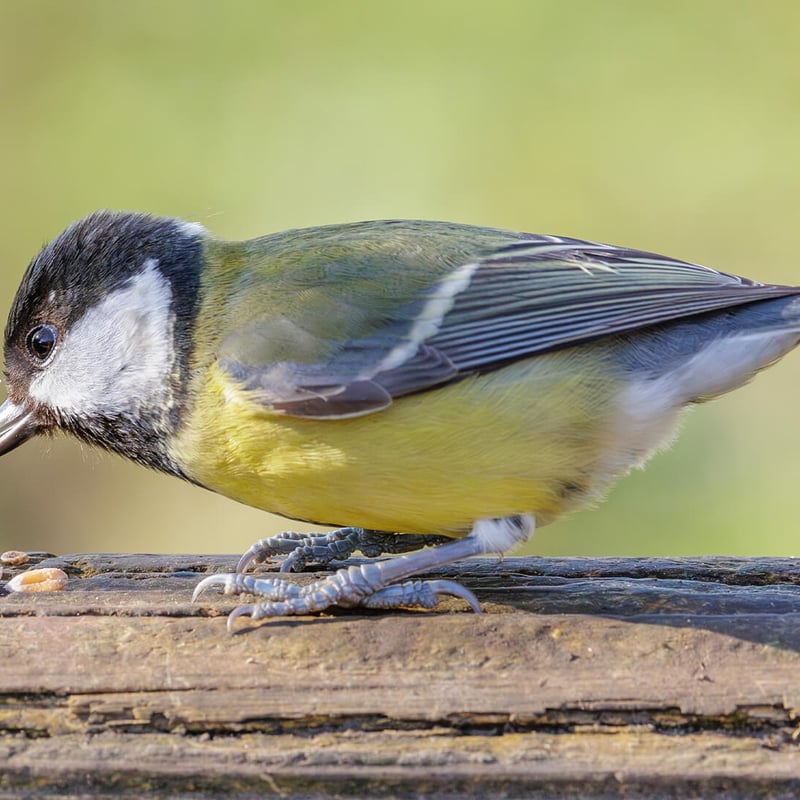 A bright yellow and black Great Tit perched on a garden feeder. (gallery image 1)