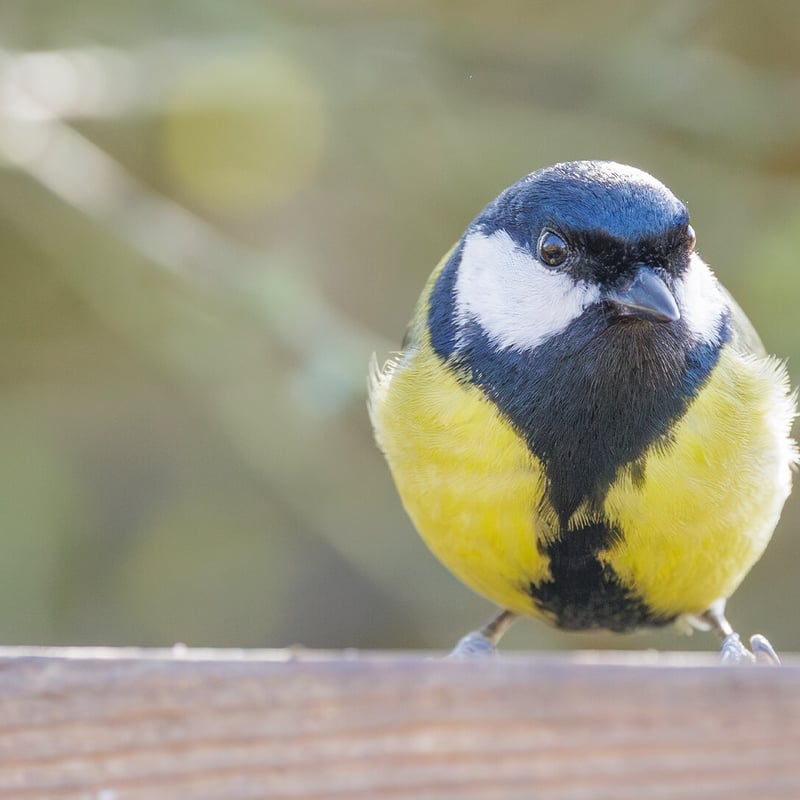 A bright yellow and black Great Tit perched on a garden feeder. (gallery image 2)