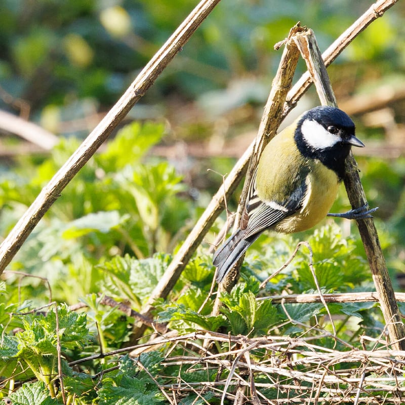 A bright yellow and black Great Tit perched on a garden feeder. (gallery image 3)