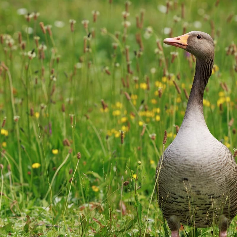 A large grey-brown goose with a thick orange bill and pink legs. (gallery image 1)