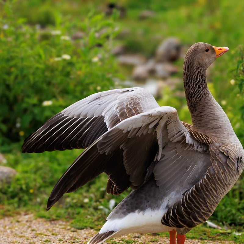 A large grey-brown goose with a thick orange bill and pink legs. (gallery image 2)