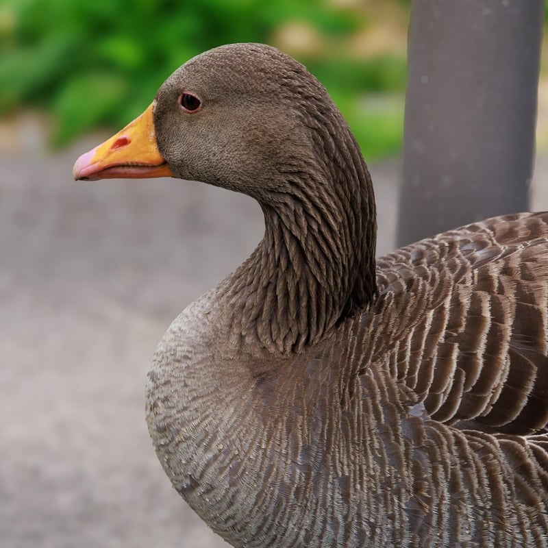 A large grey-brown goose with a thick orange bill and pink legs. (gallery image 3)