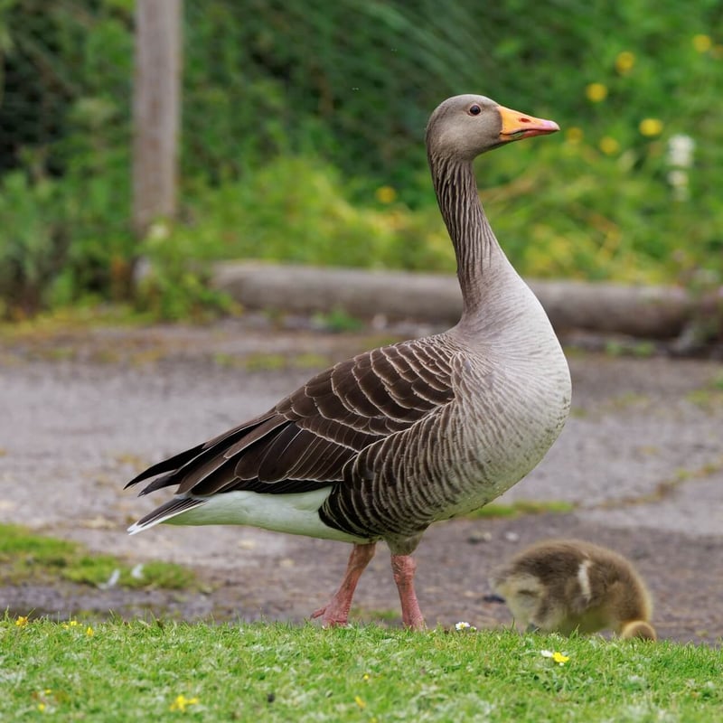 A large grey-brown goose with a thick orange bill and pink legs. (gallery image 4)