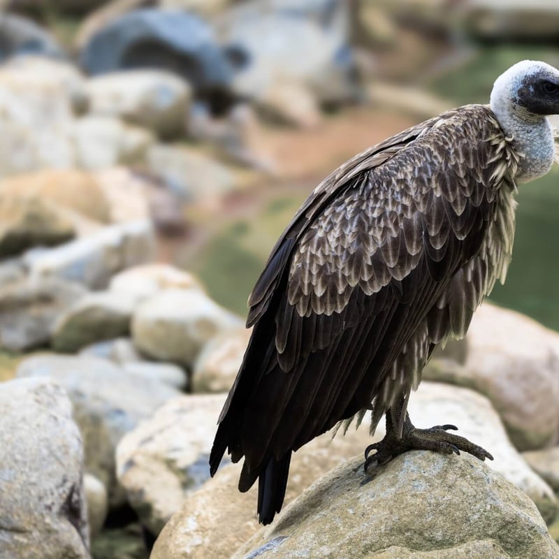 A massive scavenger with a white ruff and broad wings soaring on a thermal. (gallery image 1)