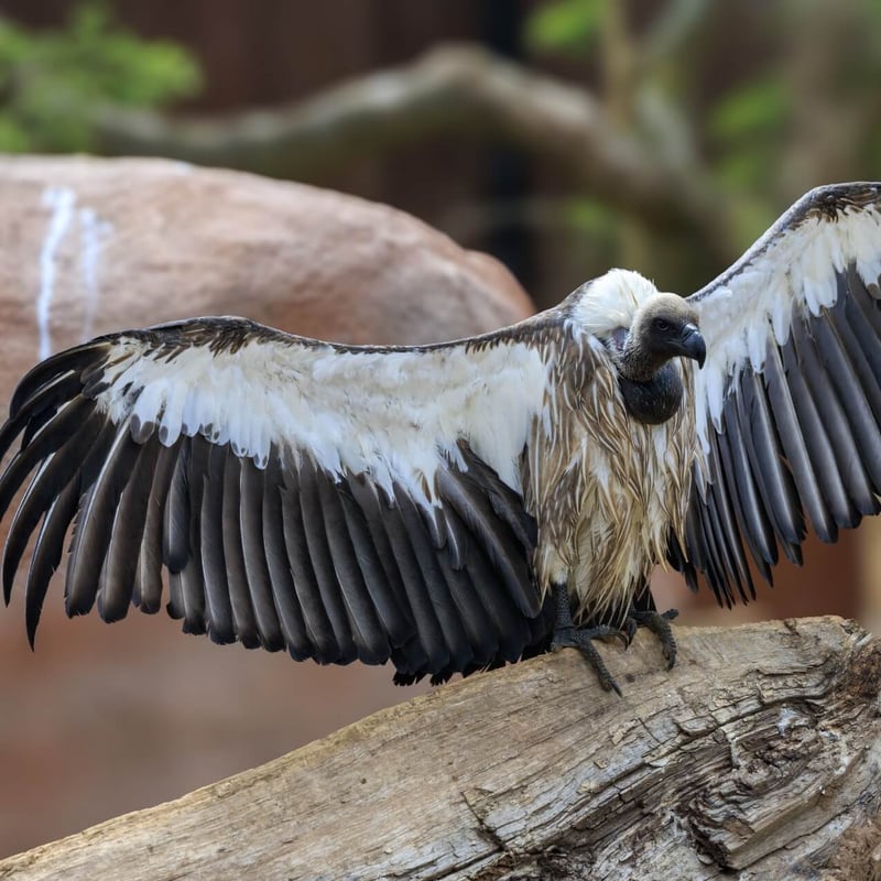 A massive scavenger with a white ruff and broad wings soaring on a thermal. (gallery image 2)