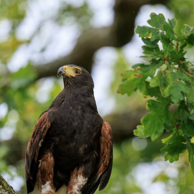 A dark brown hawk with chestnut shoulder patches and a white-tipped tail. (gallery image 1)