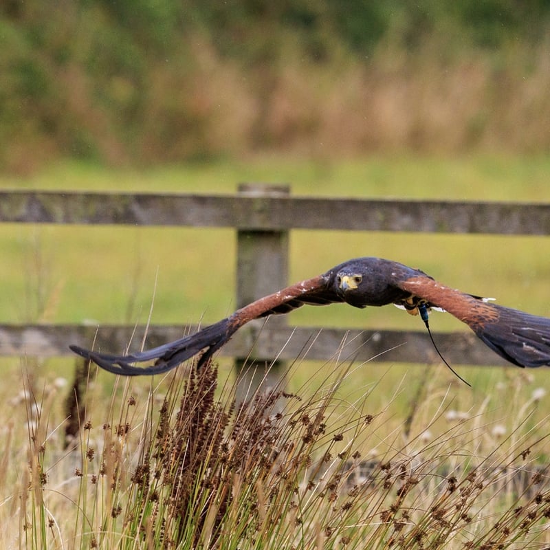 A dark brown hawk with chestnut shoulder patches and a white-tipped tail. (gallery image 2)