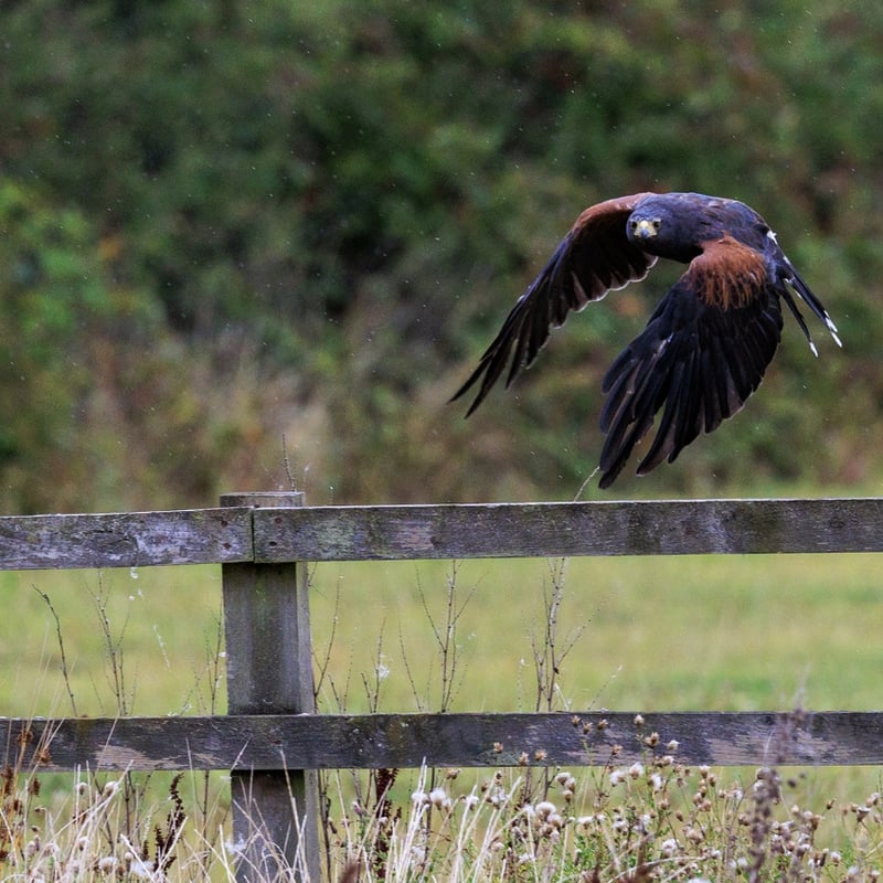 A dark brown hawk with chestnut shoulder patches and a white-tipped tail. (gallery image 3)