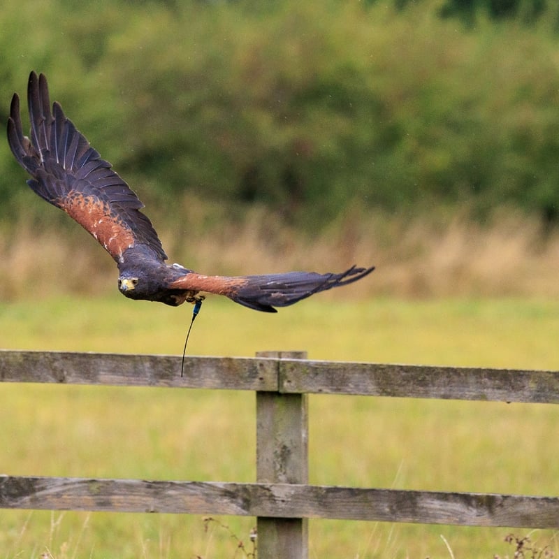 A dark brown hawk with chestnut shoulder patches and a white-tipped tail. (gallery image 4)