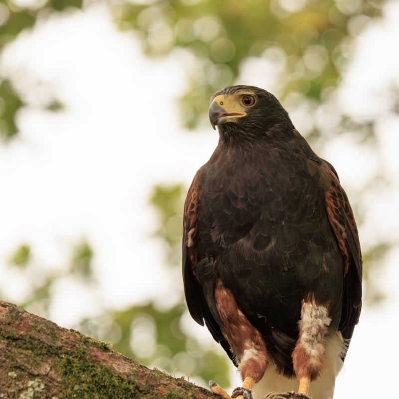 A dark brown hawk with chestnut shoulder patches and a white-tipped tail. (gallery image 5)