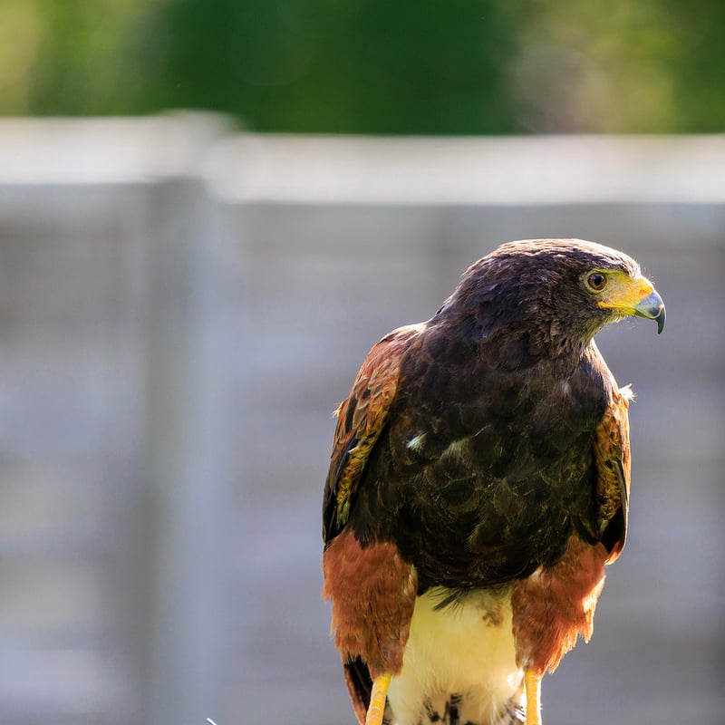 A dark brown hawk with chestnut shoulder patches and a white-tipped tail. (gallery image 6)