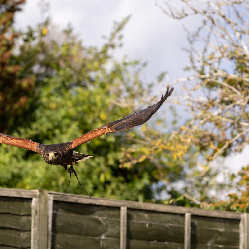 A dark brown hawk with chestnut shoulder patches and a white-tipped tail. (gallery image 7)