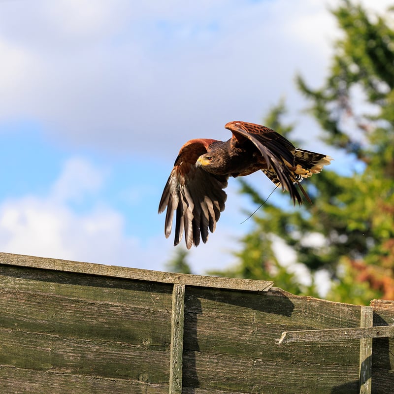 A dark brown hawk with chestnut shoulder patches and a white-tipped tail. (gallery image 8)