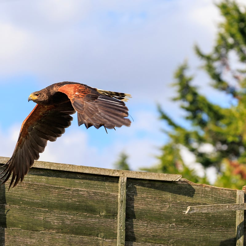 A dark brown hawk with chestnut shoulder patches and a white-tipped tail. (gallery image 9)