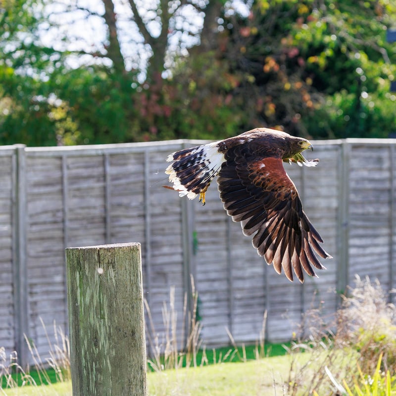 A dark brown hawk with chestnut shoulder patches and a white-tipped tail. (gallery image 10)