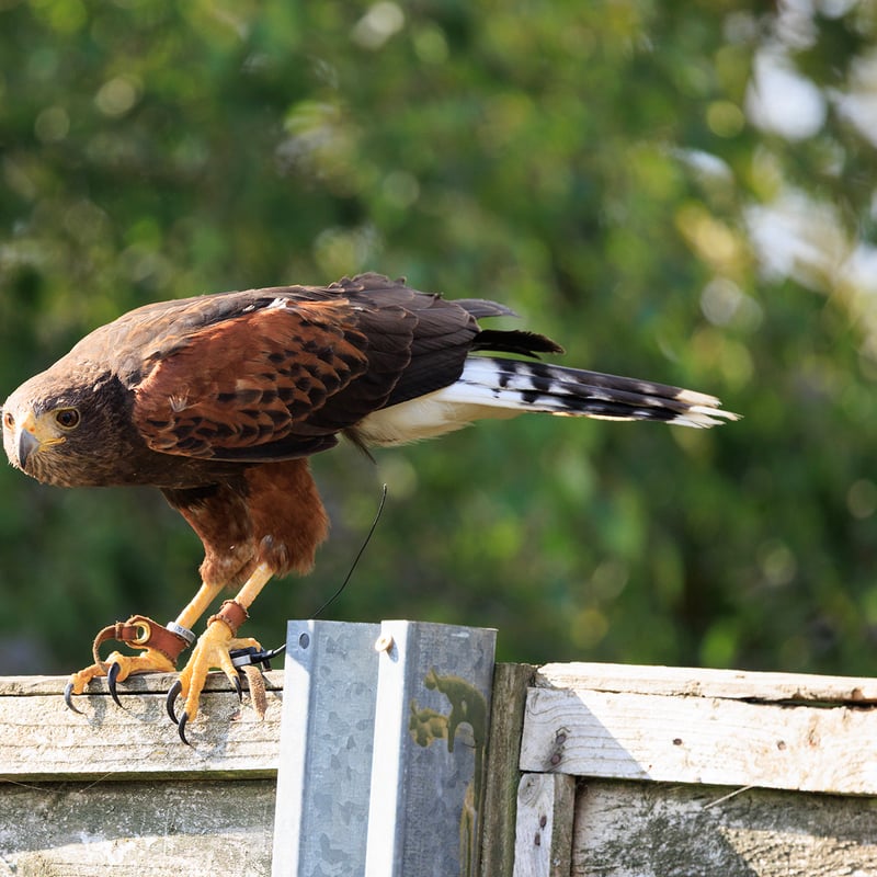 A dark brown hawk with chestnut shoulder patches and a white-tipped tail. (gallery image 11)