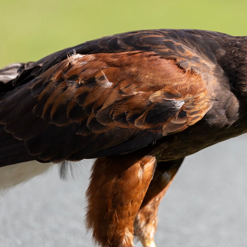 A dark brown hawk with chestnut shoulder patches and a white-tipped tail. (gallery image 12)
