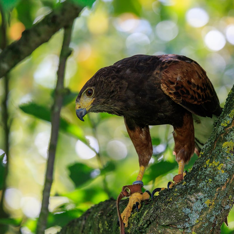 A dark brown hawk with chestnut shoulder patches and a white-tipped tail. (gallery image 13)