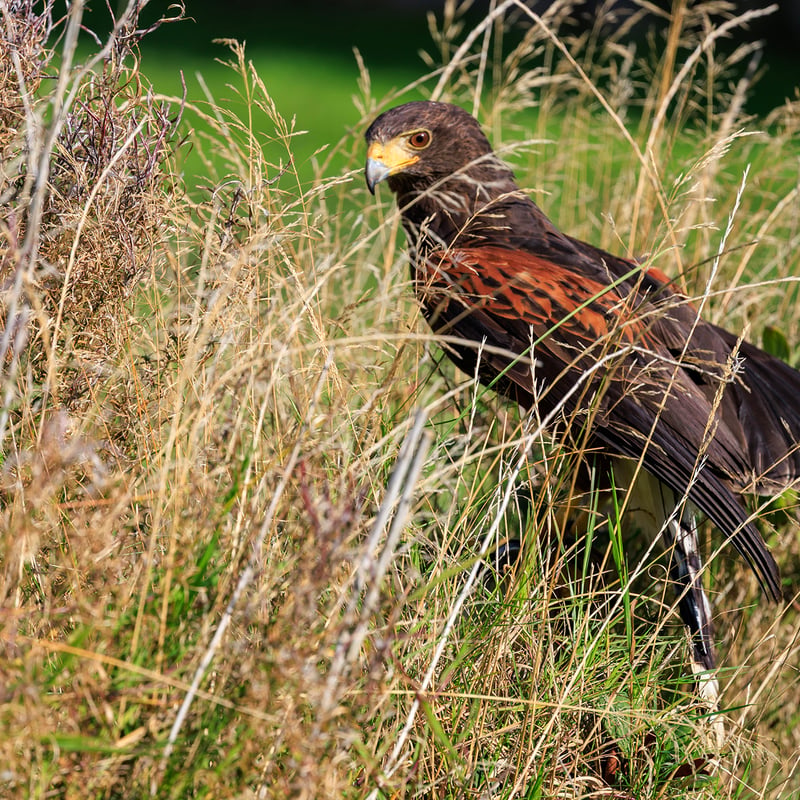 A dark brown hawk with chestnut shoulder patches and a white-tipped tail. (gallery image 14)