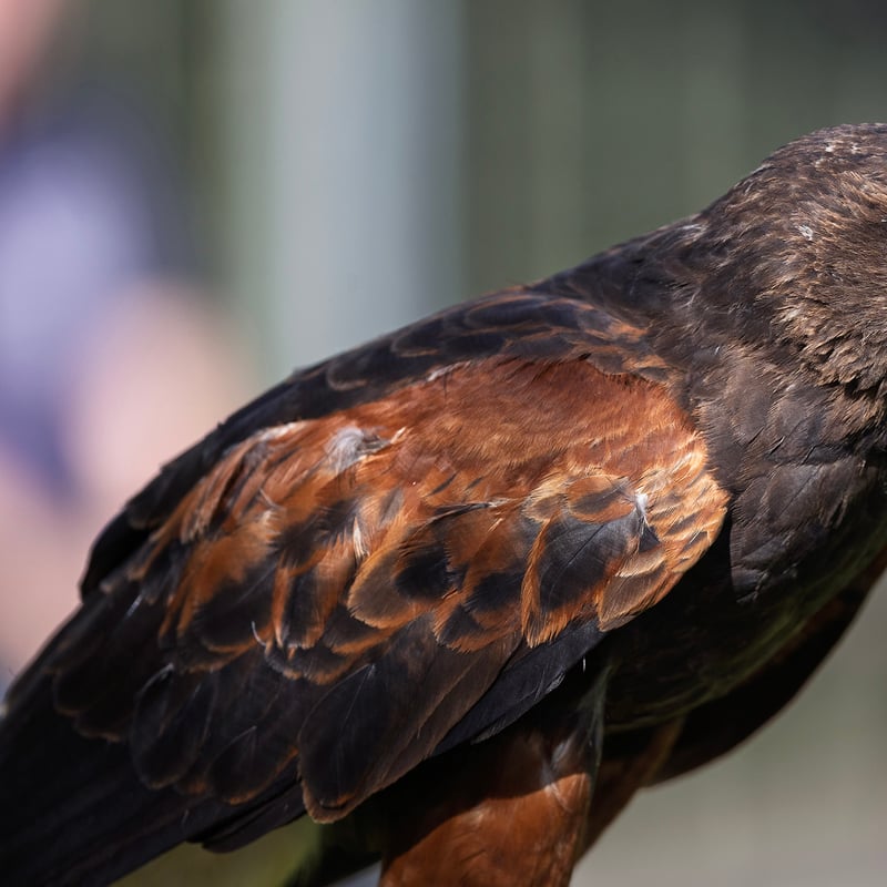 A dark brown hawk with chestnut shoulder patches and a white-tipped tail. (gallery image 15)