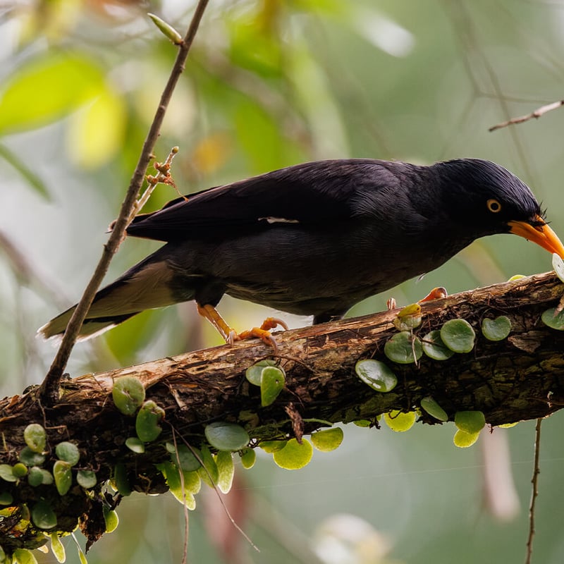 A Javan Myna perched on a branch, showing its glossy black plumage, white wing patch, and bright yellow bill and eye patch. (gallery image 2)