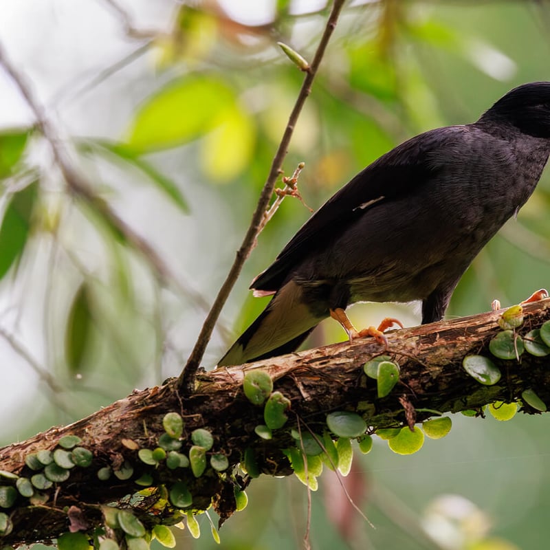 A Javan Myna perched on a branch, showing its glossy black plumage, white wing patch, and bright yellow bill and eye patch. (gallery image 1)