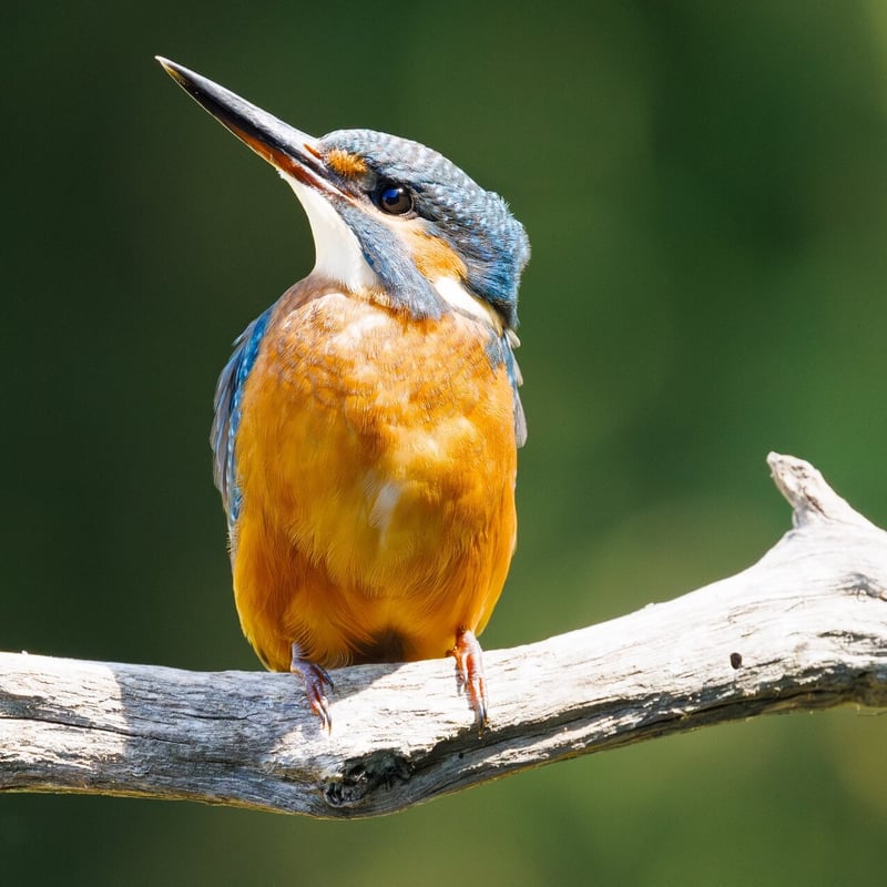 A small, brilliant turquoise bird with an orange belly perching on a thin twig. (gallery image 1)