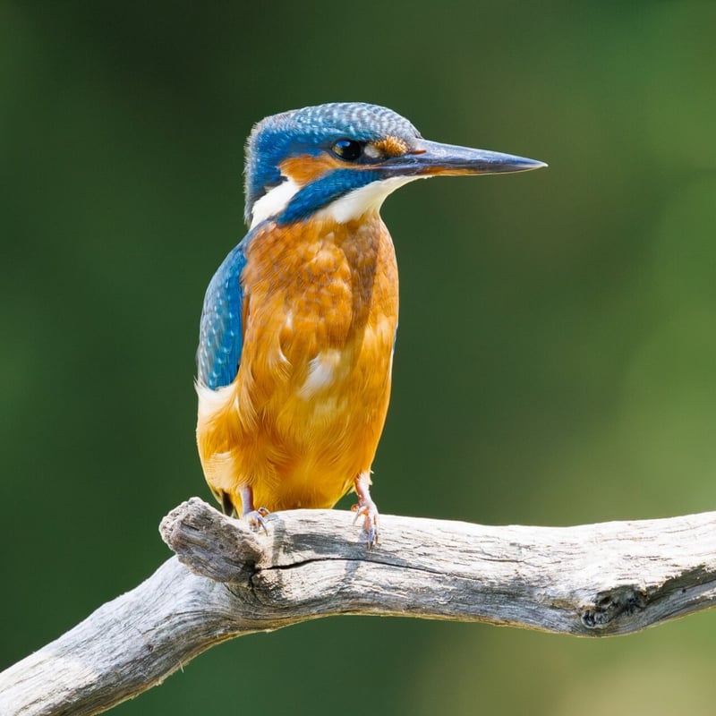 A small, brilliant turquoise bird with an orange belly perching on a thin twig. (gallery image 2)