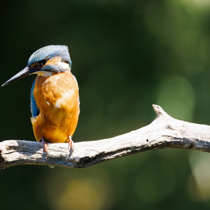 A small, brilliant turquoise bird with an orange belly perching on a thin twig. (gallery image 3)