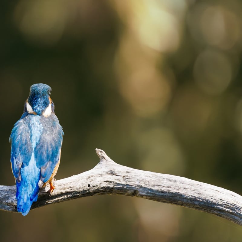 A small, brilliant turquoise bird with an orange belly perching on a thin twig. (gallery image 4)