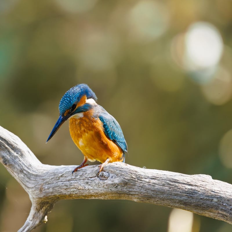 A small, brilliant turquoise bird with an orange belly perching on a thin twig. (gallery image 5)