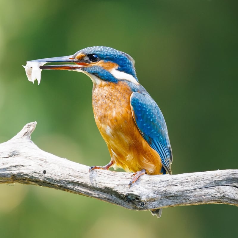A small, brilliant turquoise bird with an orange belly perching on a thin twig. (gallery image 6)