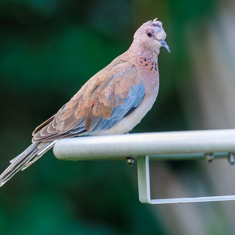 A small rufous-brown dove with a speckled black-and-white necklace and blue-grey wing panels perched on a branch. (gallery image 1)