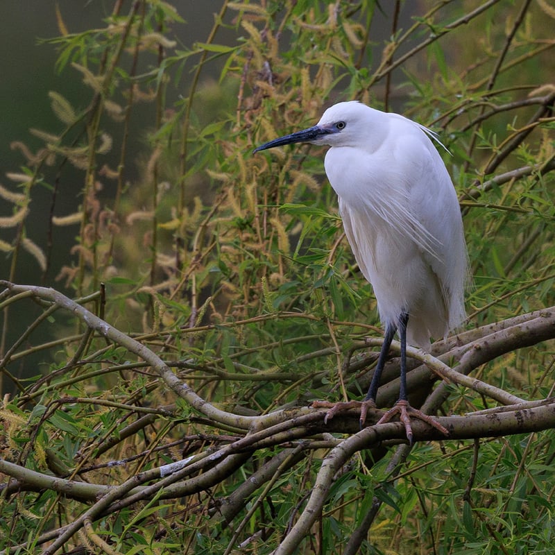 An elegant white bird with a long black bill, black legs, and yellow feet hunting in shallow water. (gallery image 1)