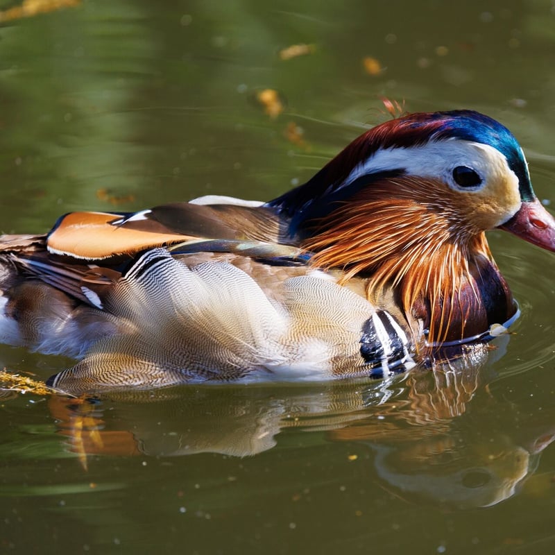 An extremely colourful male duck with orange 'sails' on its back swimming. (gallery image 1)