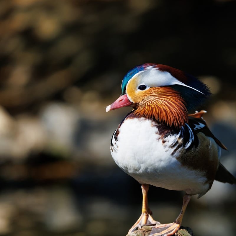 An extremely colourful male duck with orange 'sails' on its back swimming. (gallery image 2)