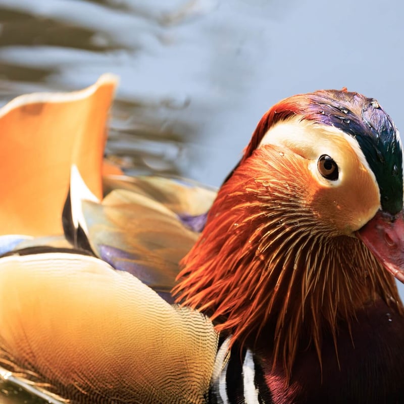 An extremely colourful male duck with orange 'sails' on its back swimming. (gallery image 3)