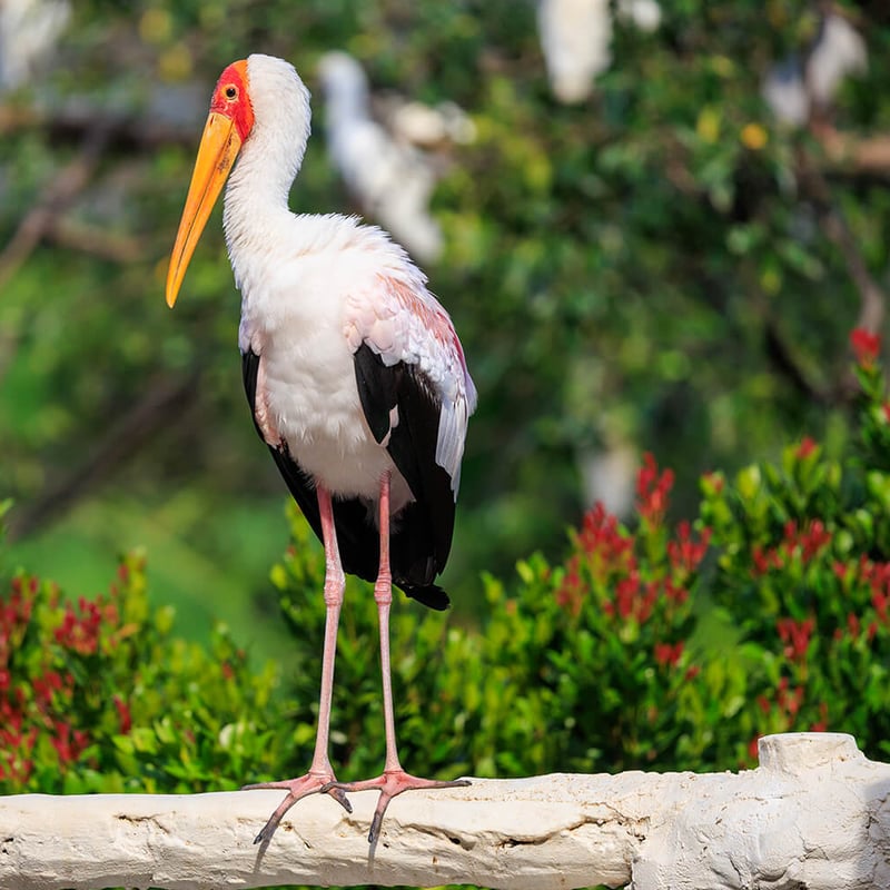 A medium-sized white stork with a yellowish bill, bald red-to-pinkish facial skin, and black flight feathers, foraging in a shallow wetland. (gallery image 2)
