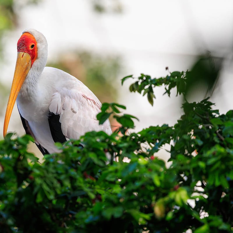 A medium-sized white stork with a yellowish bill, bald red-to-pinkish facial skin, and black flight feathers, foraging in a shallow wetland. (gallery image 1)