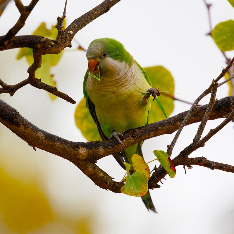 A bright green parrot with a grey face and chest perched on a branch. (gallery image 1)