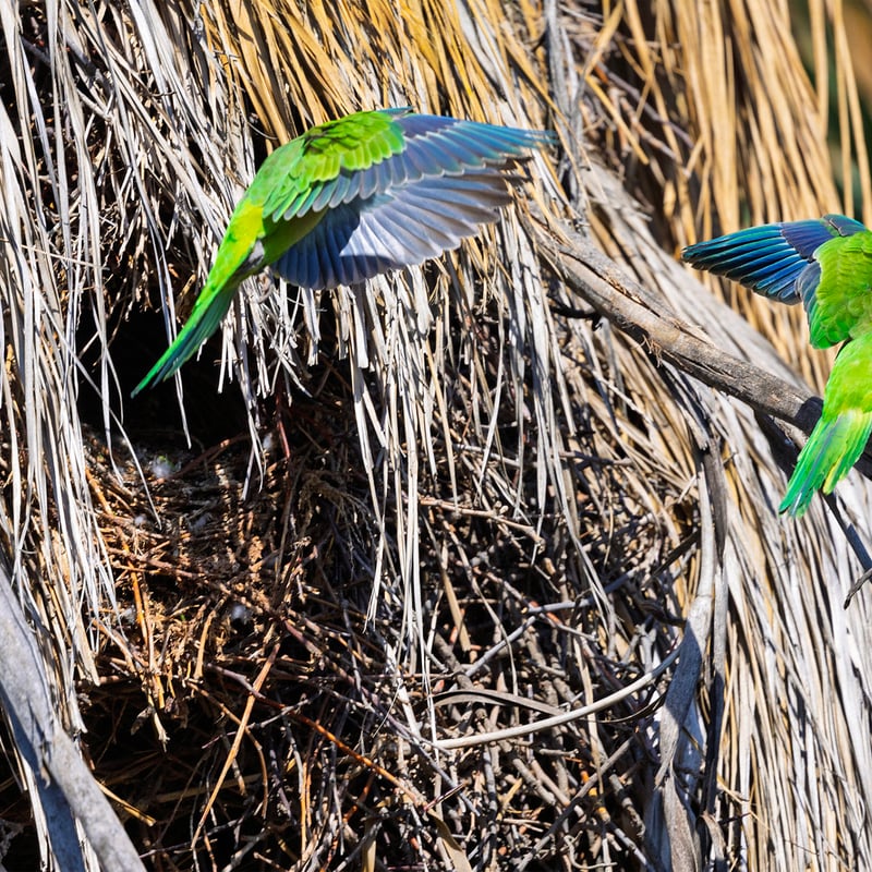 A bright green parrot with a grey face and chest perched on a branch. (gallery image 2)