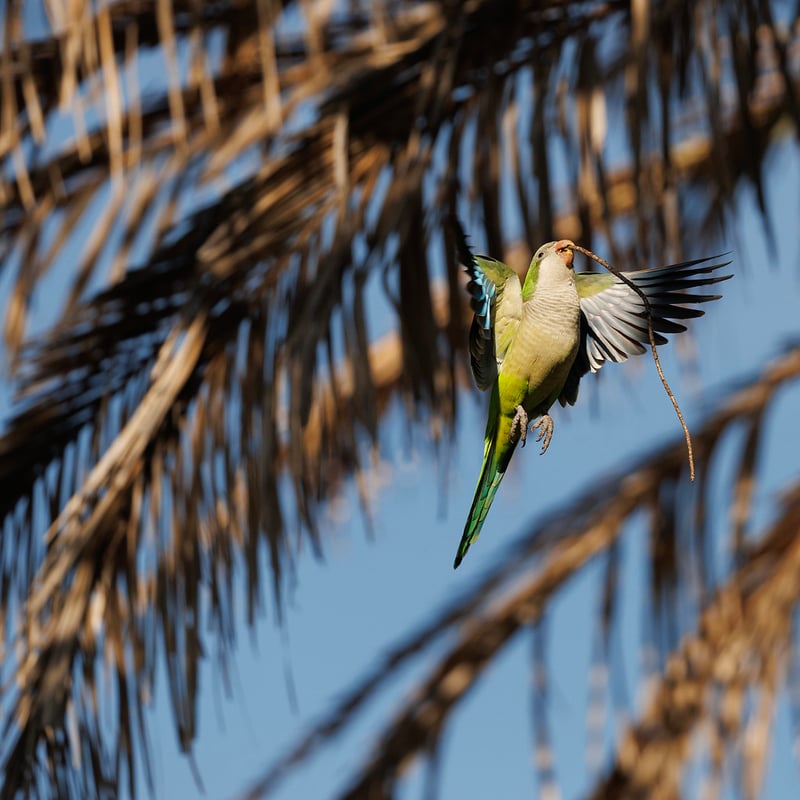 A bright green parrot with a grey face and chest perched on a branch. (gallery image 3)
