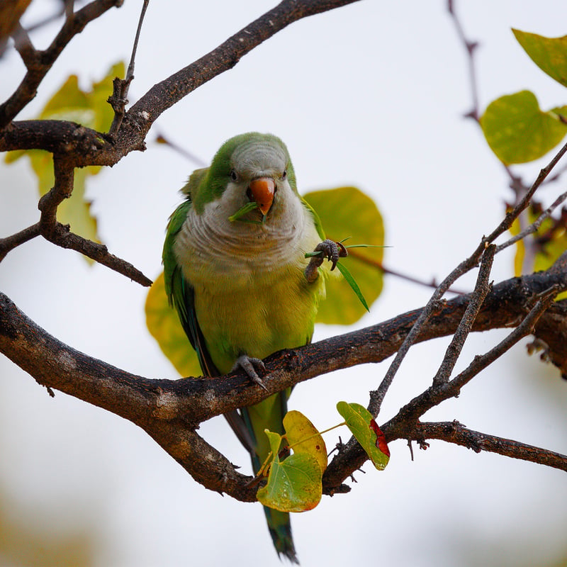 A bright green parrot with a grey face and chest perched on a branch. (gallery image 4)
