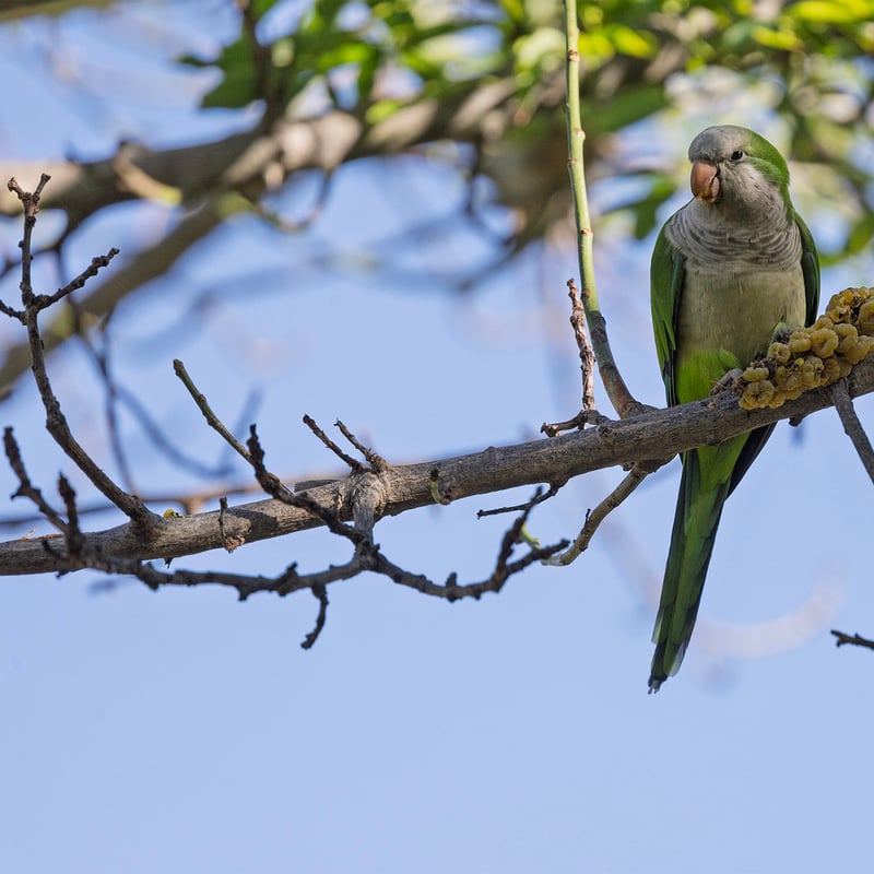 A bright green parrot with a grey face and chest perched on a branch. (gallery image 5)