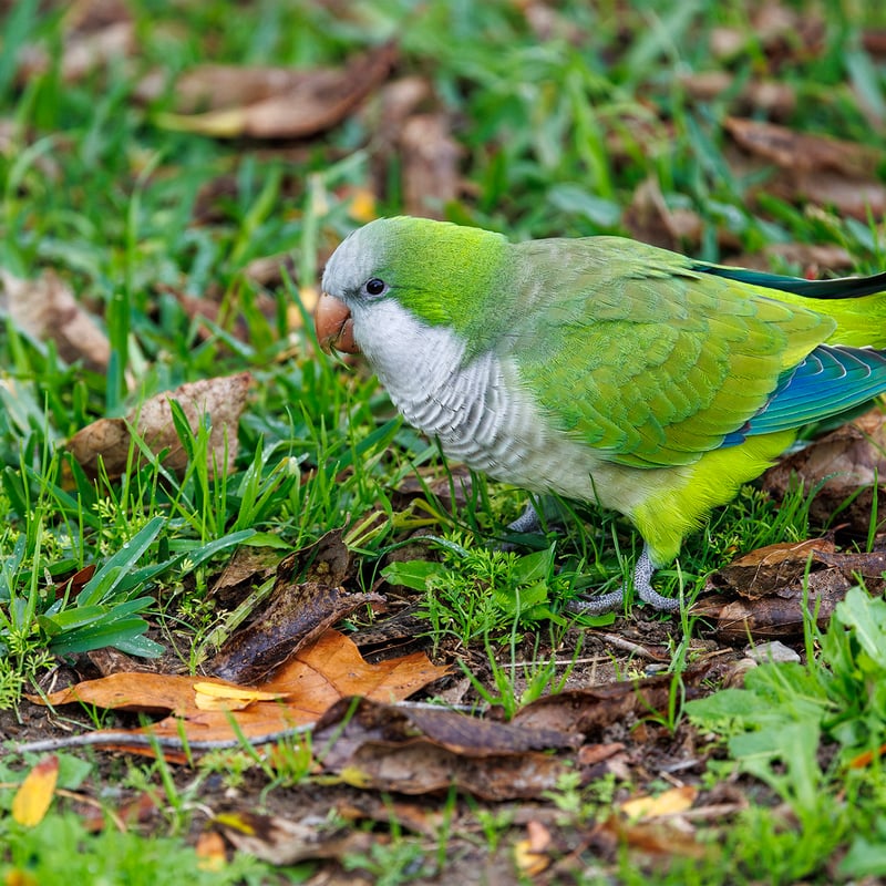 A bright green parrot with a grey face and chest perched on a branch. (gallery image 6)