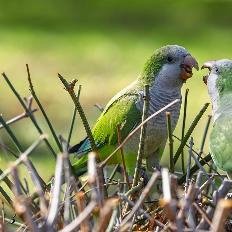 A bright green parrot with a grey face and chest perched on a branch. (gallery image 7)