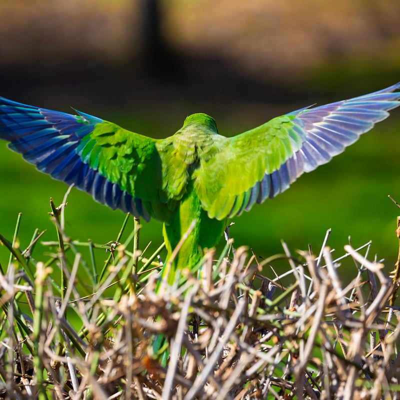 A bright green parrot with a grey face and chest perched on a branch. (gallery image 8)
