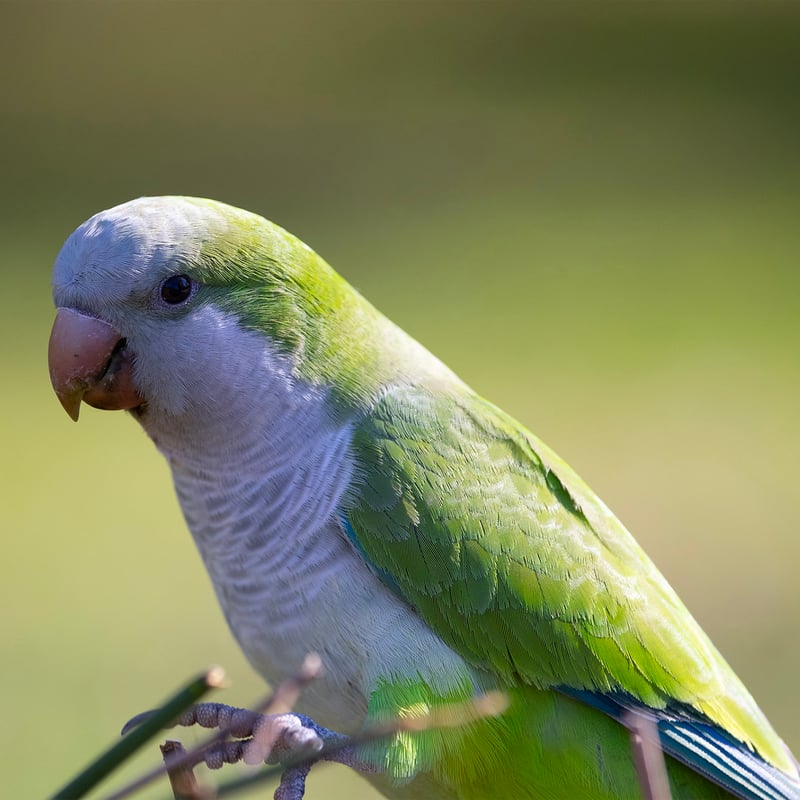 A bright green parrot with a grey face and chest perched on a branch. (gallery image 9)