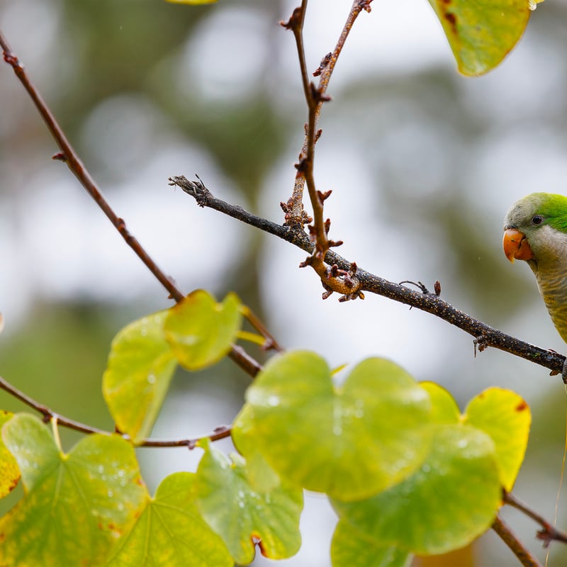A bright green parrot with a grey face and chest perched on a branch. (gallery image 10)