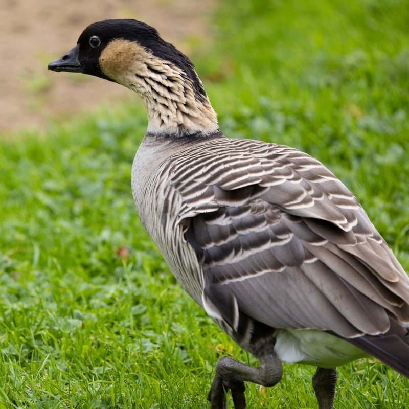 A goose with a black face, cream-coloured cheeks, and deeply furrowed neck feathers. (gallery image 2)